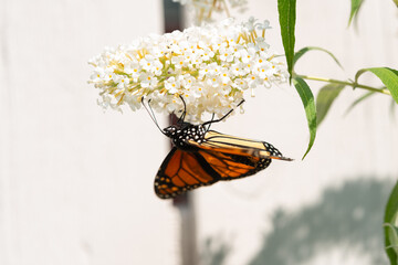 Lepidoptera (Danaus Plexippus) hanging upside down and collecting nectar from a flower