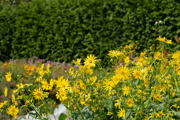 Silphium perfoliatum or cup plant yellow blossoms in the garden
