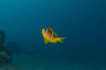 Fototapeta na wymiar Clown-fish in the Red Sea Colorful and beautiful, Eilat Israel 