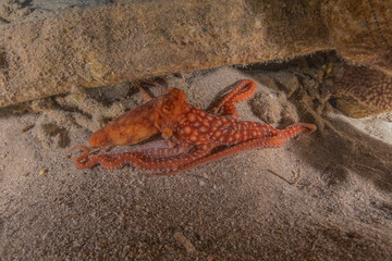 Octopus king of camouflage in the Red Sea, Eilat Israel 
