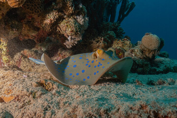 Blue-spotted stingray On the seabed in the Red Sea Eilat, Israel
