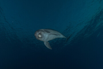 Fototapeta premium Dolphin swimming in the Red Sea, Eilat Israel 