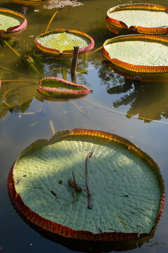 Brazil: Rio de Janeiro Botanical Garden, view of Victoria amazonica (Victoria regia or The Lilytrotter's Waterlily), species of flowering plant, the second largest in the water lily family