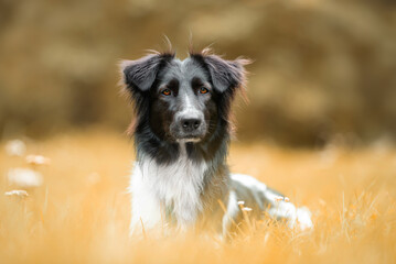 Black and white Border collie  mix lies on the grass, autumn vibe and blurred yellow background