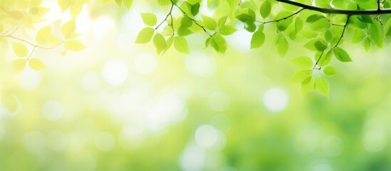Obraz premium Abstract green bokeh image of a blurred tree for a summer background