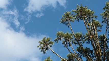 Obraz premium Folhas do Pinheiro do Paraná com céu azul ao fundo