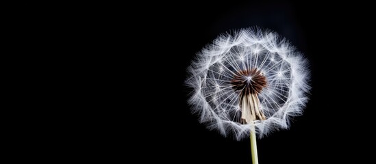Close up photo of dandelion on black background Botanical with empty space