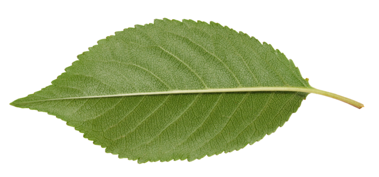Back side of green cherry leaf on white isolated background