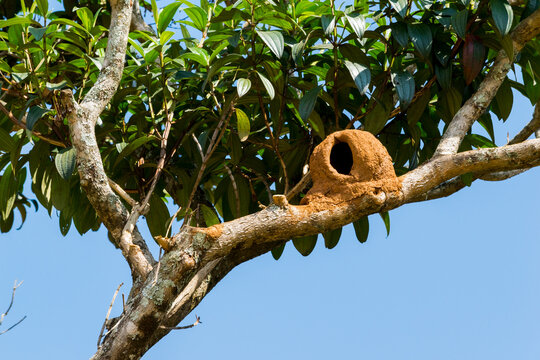 Casa de João-de-barro localizada em árvore na região rural em Juatuba, Minas Gerais, Brasil - 19