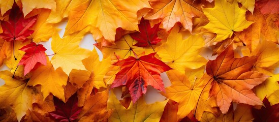 Naklejka na ściany i meble Fall foliage in various hues