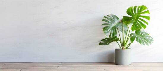 Monstera plant in grey pot against white wall selective focus