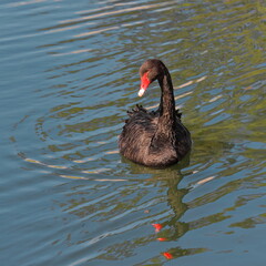 Fototapeta premium Mature black swan - Cygnus atratus- swimming in the Albert Park Lake, outh of the CBD. Melbourne-Australia-893
