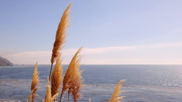 Beautiful slow motion background of Pampas Grass blowing in the breeze with the Pacific Ocean and coast of California near Big Sur in the background.