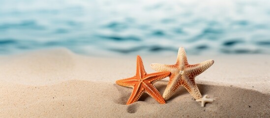 Fototapeta na wymiar Starfish resting in sand
