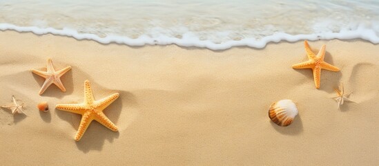 Fototapeta na wymiar Starfish resting in sand