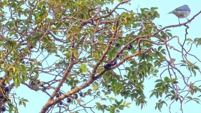 Bird, beautiful Bird on a jaboticaba tree feeding, natural light.