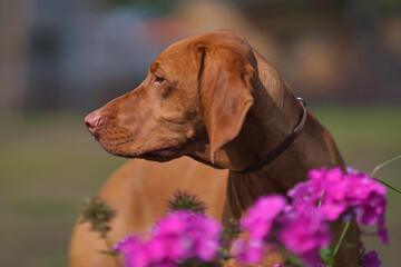 The portrait of a young Hungarian Vizsla dog with a brown leather collar posing outdoors with pink flowers in summer