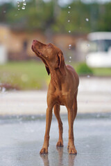 Adorable young Hungarian Vizsla dog posing outdoors standing on a wet stone floor near a fountain in summer