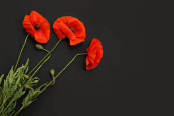 Beautiful poppy flowers on dark background, closeup. Remembrance Day