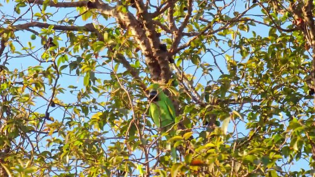 Maritaca, maritaca eating jaboticaba in a small town in Brazil, natural light, 4k.