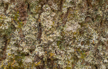 Beautiful background of lichen and moss on the bark of a tree