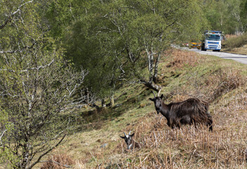 Wild Scottish mountain goats by the side of a road