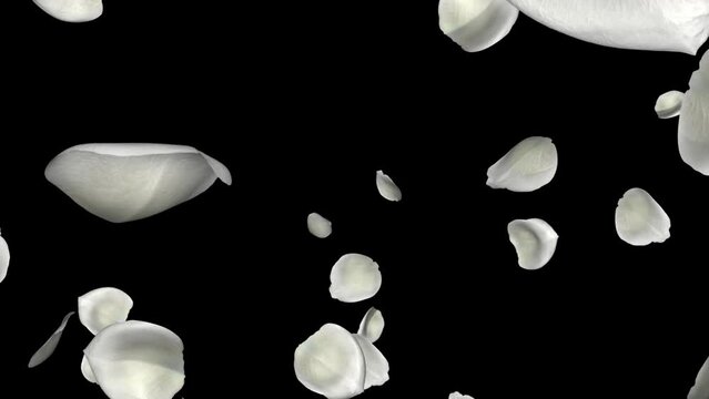 White Flower Petals - Alpha Channel - Falling Loop - Realistic 3D animation isolated on transparent background