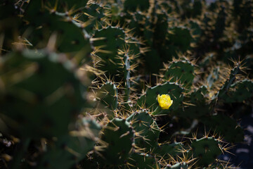 Yellow flower of prickly pear cactus or Opuntia ficus-indica