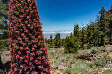 Red Flower of tajinaste rojo among Canary Island pine trees forest