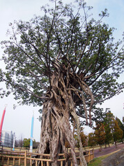 アコウの木
(Ficus superba var. japonica)