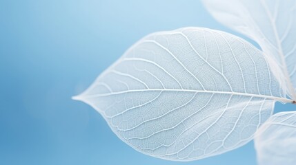 Beautiful white skeletonized leaf on light blue background, 16:9 