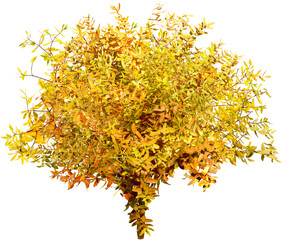 Bush isolated on transparent background. Branch and foliage in autumn	