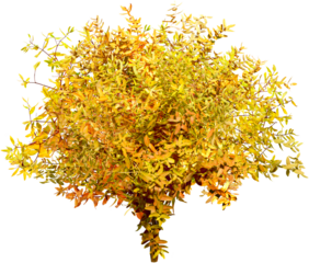Bush isolated on transparent background. Branch and foliage in autumn