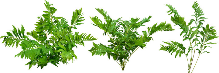 	
Green plant. Cut out fern foliage. Bush in summer isolated on transparent background. Leaves of...