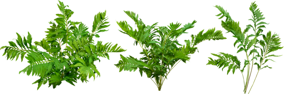 	
Green plant. Cut out fern foliage. Bush in summer isolated on transparent background. Leaves of green hedge plant