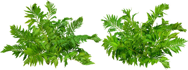 	
Green plant. Cut out fern foliage. Bush in summer isolated on transparent background. Leaves of green hedge plant - Powered by Adobe