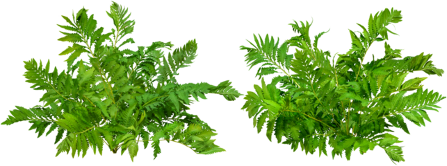 	
Green plant. Cut out fern foliage. Bush in summer isolated on transparent background. Leaves of green hedge plant