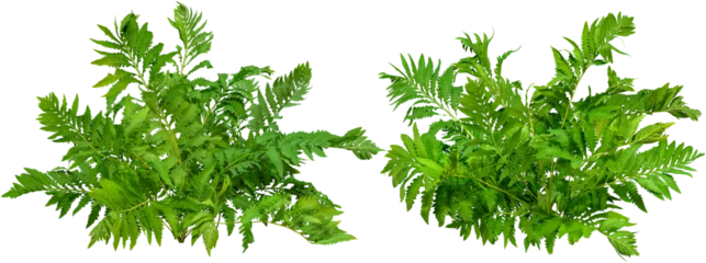 Foto op Plexiglas   Green plant. Cut out fern foliage. Bush in summer isolated on transparent background. Leaves of green hedge plant © Kimo