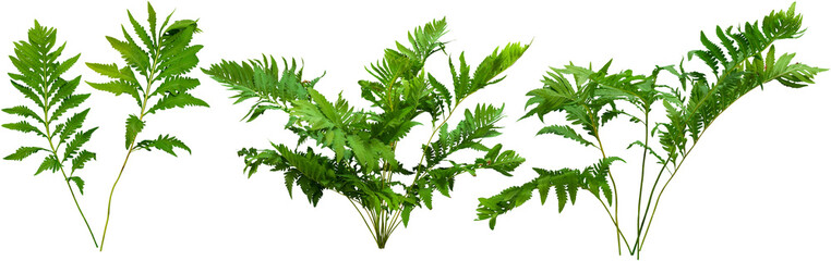   Green plant. Cut out fern foliage. Bush in summer isolated on transparent background. Leaves of green hedge plant
