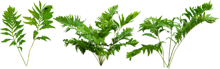 	
Green plant. Cut out fern foliage. Bush in summer isolated on transparent background. Leaves of green hedge plant