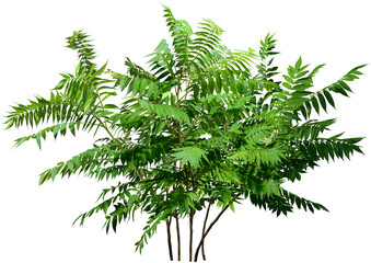  Green plant. Cut out fern foliage. Bush in summer isolated on transparent background. Leaves of green hedge plant © Kimo
