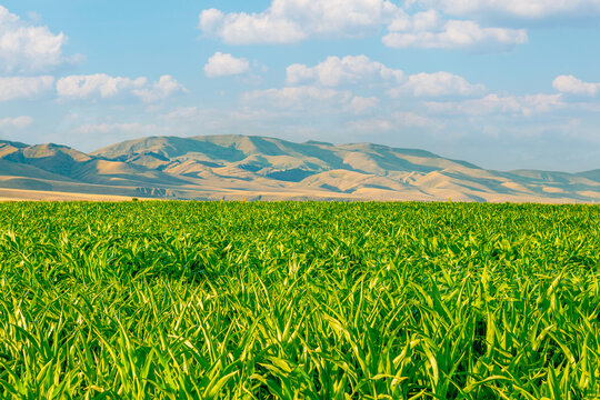 View of a cornfield and a solitary tree. Agricultural themed image. Space for text. Erzurum, Turkey