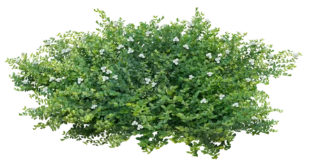Stof per meter Cut out bush. Green foliage hedge isolated on transparent background. Plants for garden design or landscaping © Kimo