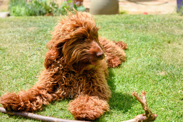 Cute dog playing with a stick in a garden on a sunny day