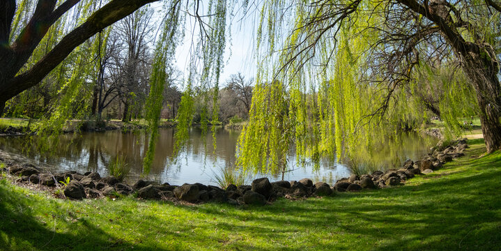 Panoramic view of grass lawn against willow tree branches by the lake. Panorama background texture of beautiful scenery at Castlemaine Botanical Gardens, VIC Australia. Copy space for your design.