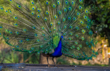 Obraz premium Peacock or male peafowl dancing during courtship and displaying beautiful colors