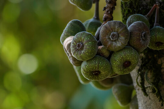 Elephant ear fig organic fruits on a fig tree