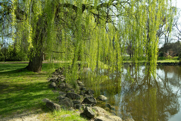 Beautiful natural scenery, view of a  willow tree by water pond. Public park with green lush trees and well-maintained grass lawn, and an ornamental lake. Castlemaine Botanical Garden, VIC Australia. © Doublelee