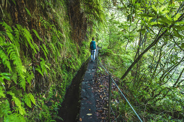 Sporty toursit hikes along green rainforst hike trail covered with large branches. Levada of...