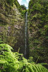 Picturesque natural waterfall overgrown with plants and ferns in Madeira rainforest. Levada of Caldeirão Verde, Madeira Island, Portugal, Europe